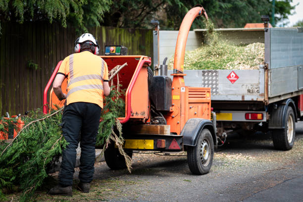 Best Stump Grinding and Removal  in Sappington, MO