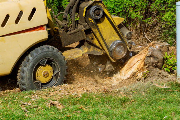 Best Sod Installation  in Sappington, MO