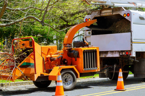 Best Leaf Removal  in Sappington, MO