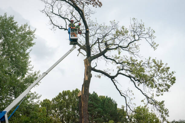 Best Tree Risk Assessment  in Sappington, MO