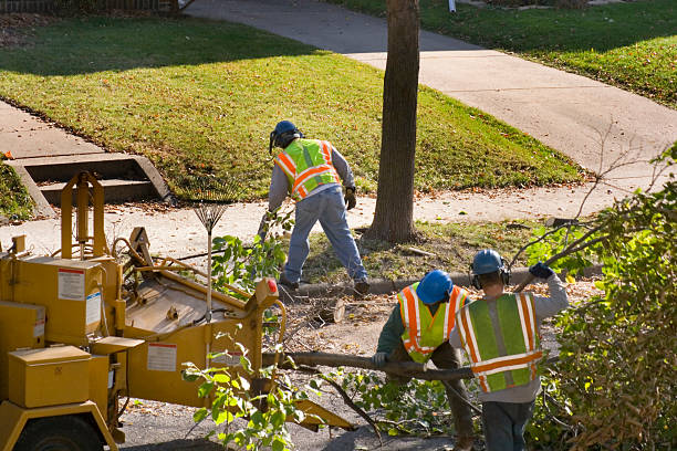 Best Palm Tree Trimming  in Sappington, MO