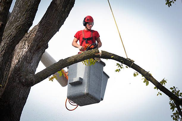 Best Tree Cabling and Bracing  in Sappington, MO