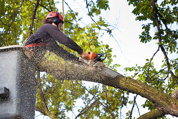 Best Seasonal Cleanup (Spring/Fall)  in Sappington, MO